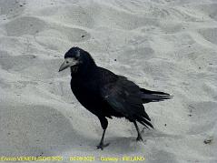 58 - Brutto